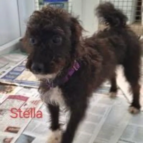 Stella – Photo 1 of 4