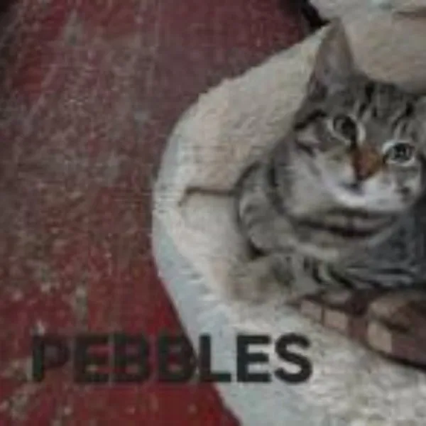 Pebbles – Photo 1 of 1