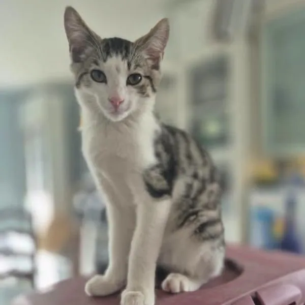Milo – Photo 1 of 3