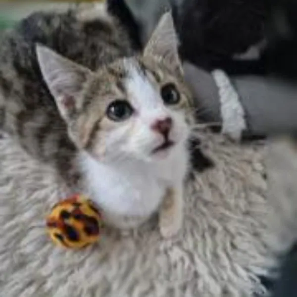 Tigger – Photo 1 of 2