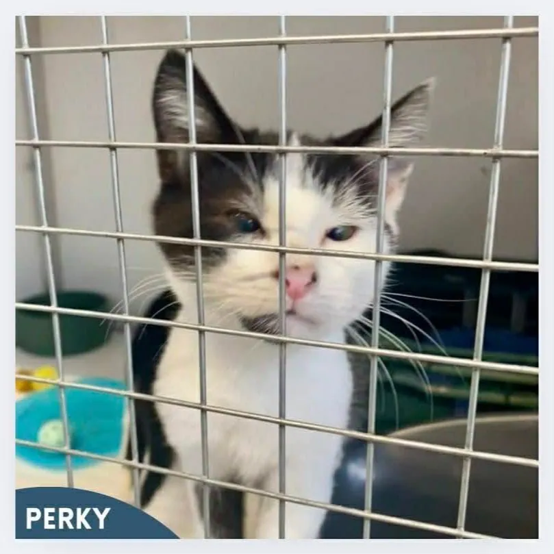 Perky – Photo 1 of 1