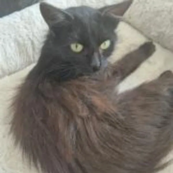 Coco – Photo 1 of 2