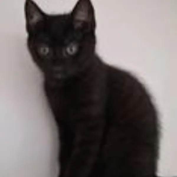 Soot – Photo 1 of 2