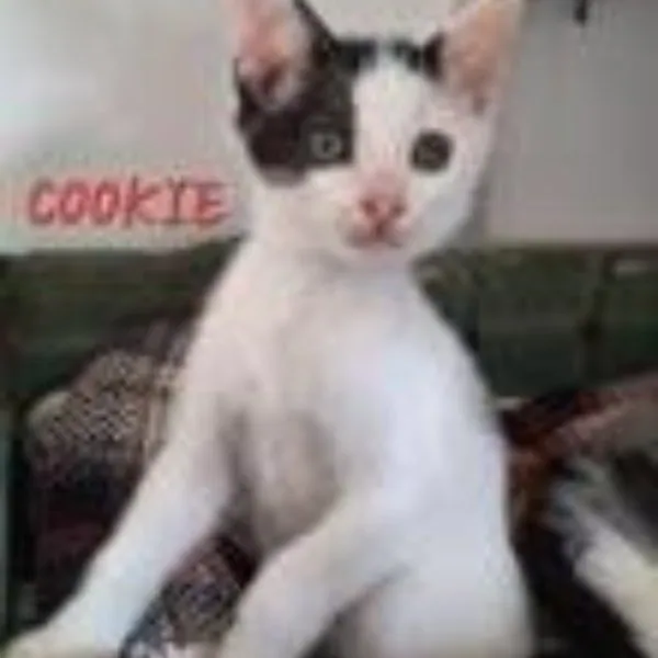 Cookie – Photo 1 of 1