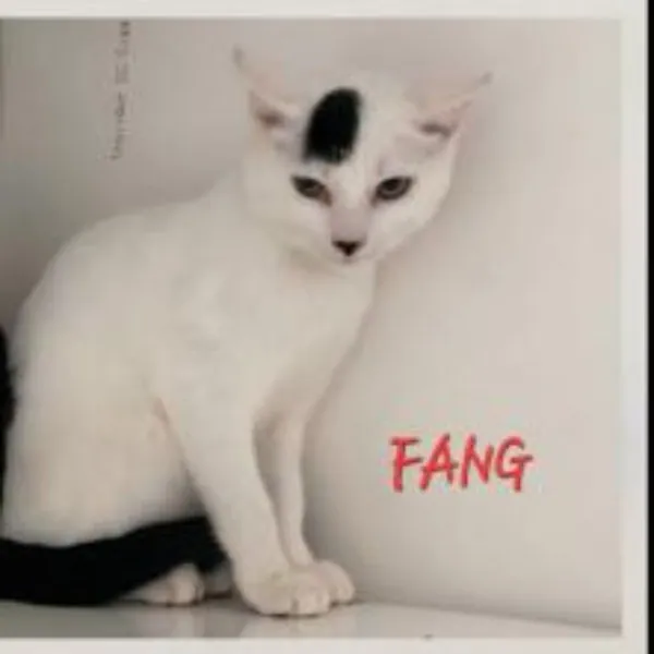 Fang – Photo 1 of 1