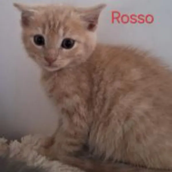 Rosso – Photo 1 of 2