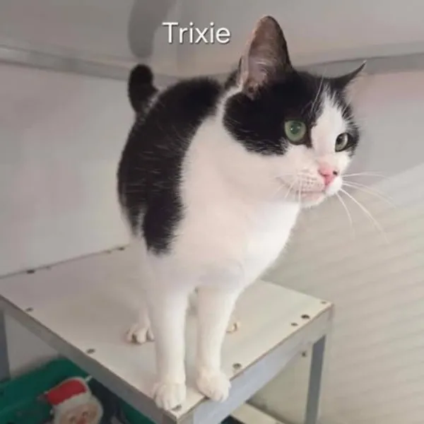 Trixie – Photo 1 of 3