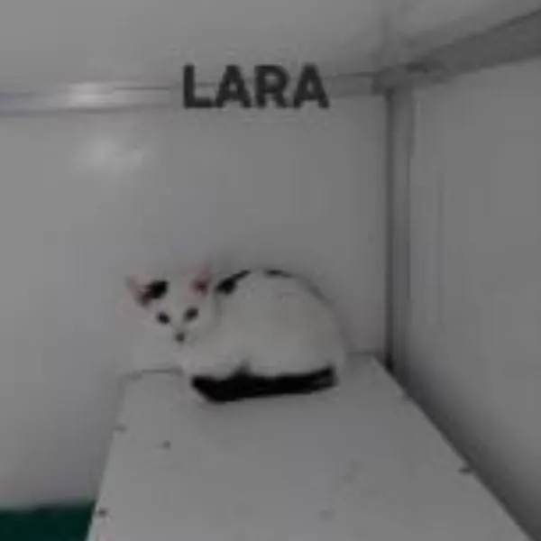 Lara – Photo 1 of 1