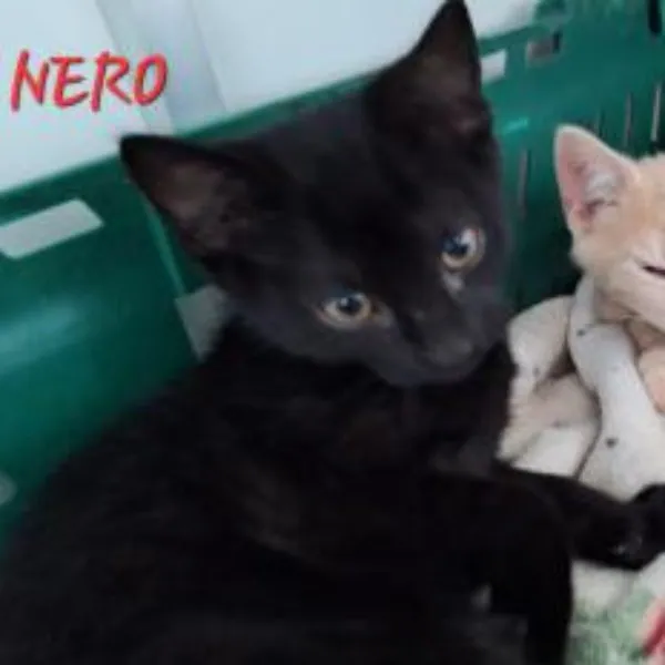 Nero – Photo 1 of 2