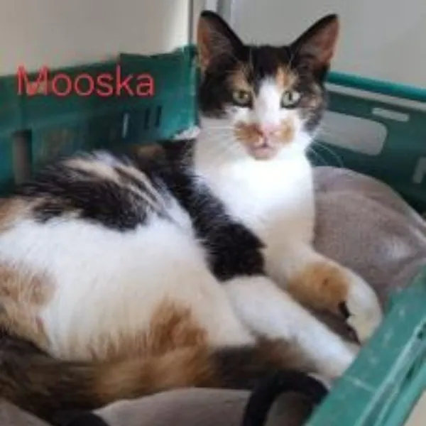 Mooska – Photo 1 of 1