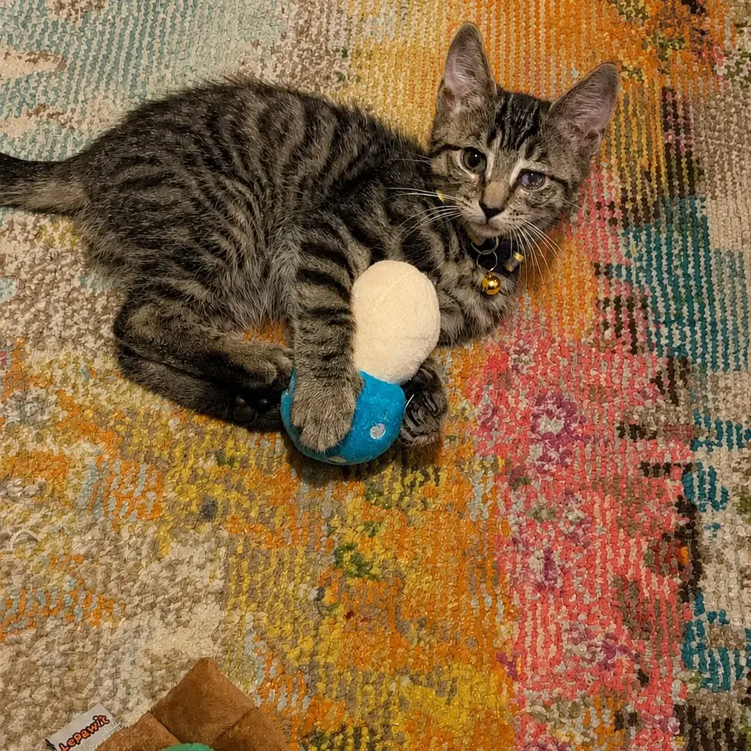 Apollo – Photo 1 of 1