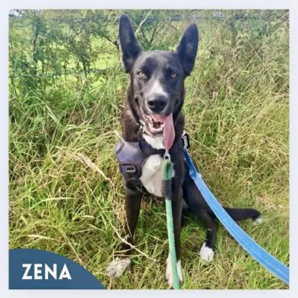 Zena – Photo 1 of 3