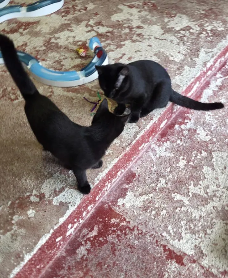 Coal and Soot – Photo 1 of 1