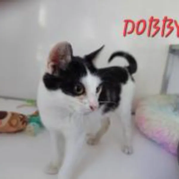Dobby – Photo 1 of 1