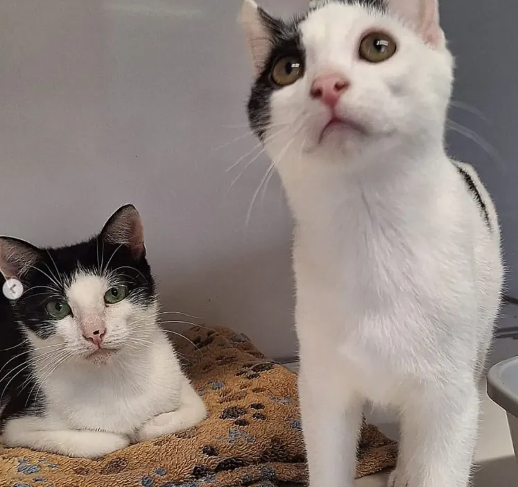 Fang and Gus – Photo 1 of 1