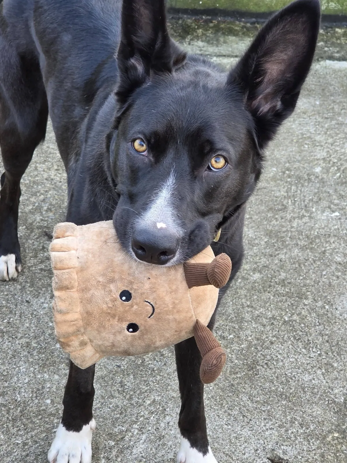 Zena – Photo 1 of 1