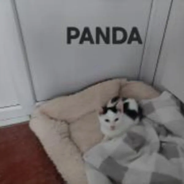 Panda – Photo 1 of 1
