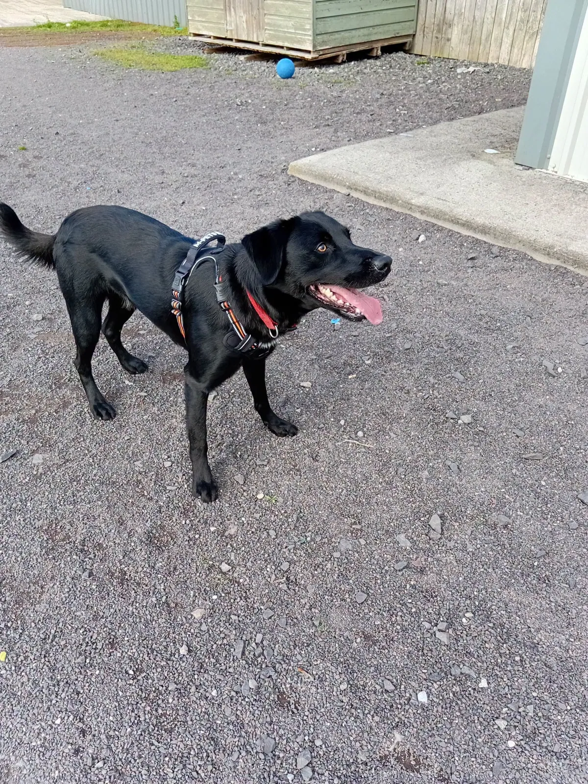 Rex