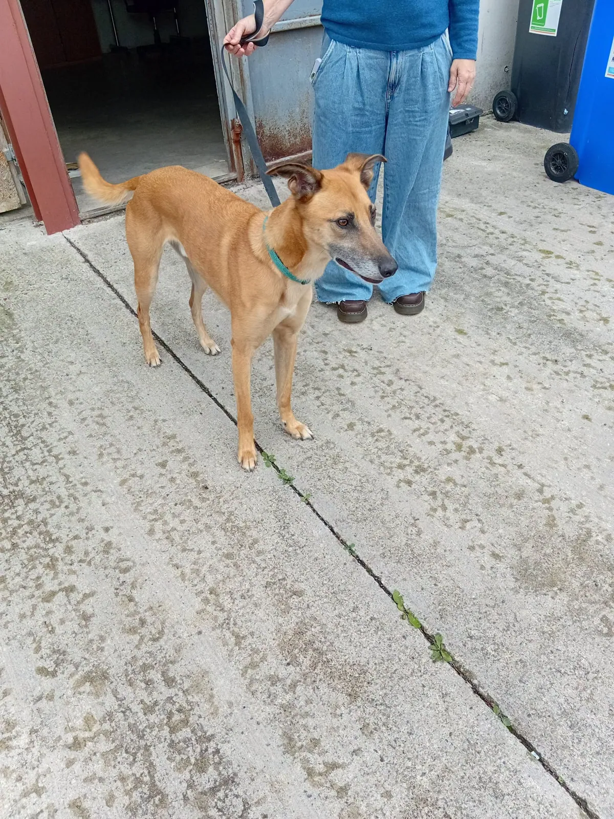 Unnamed lurcher x – Photo 1 of 1