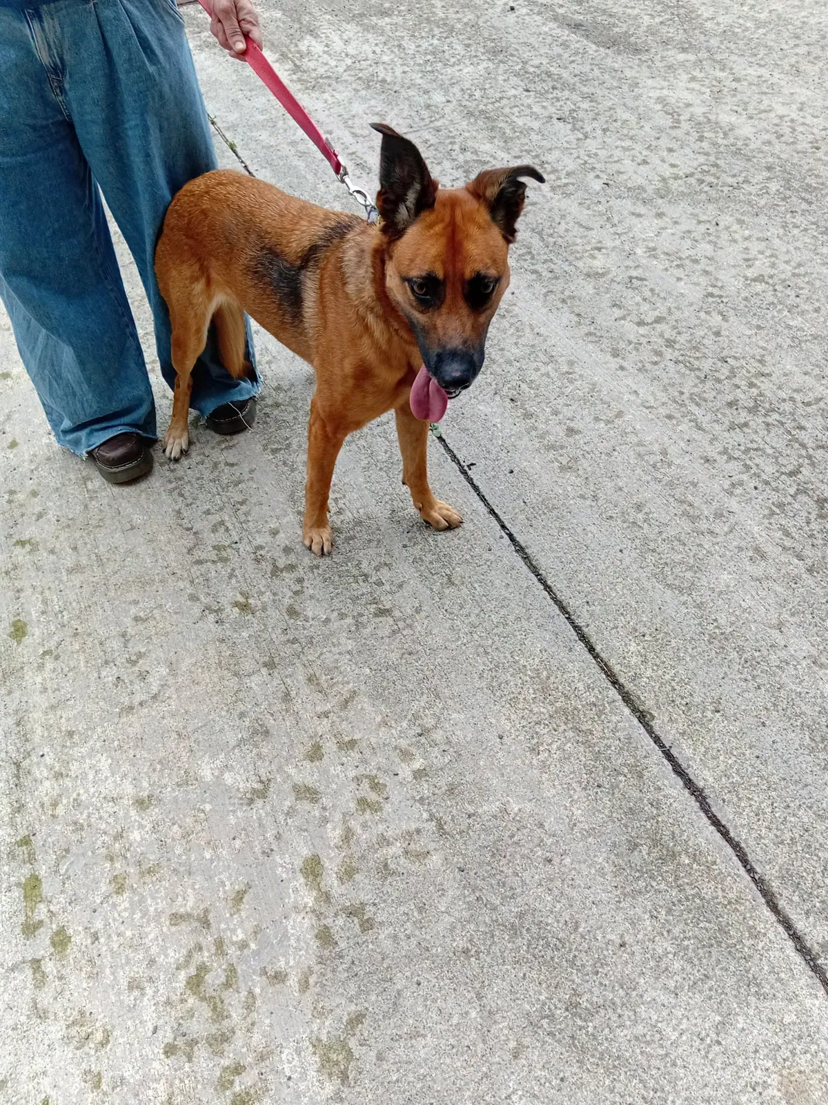 Unnamed lurcher/Shepherd x – Photo 1 of 1