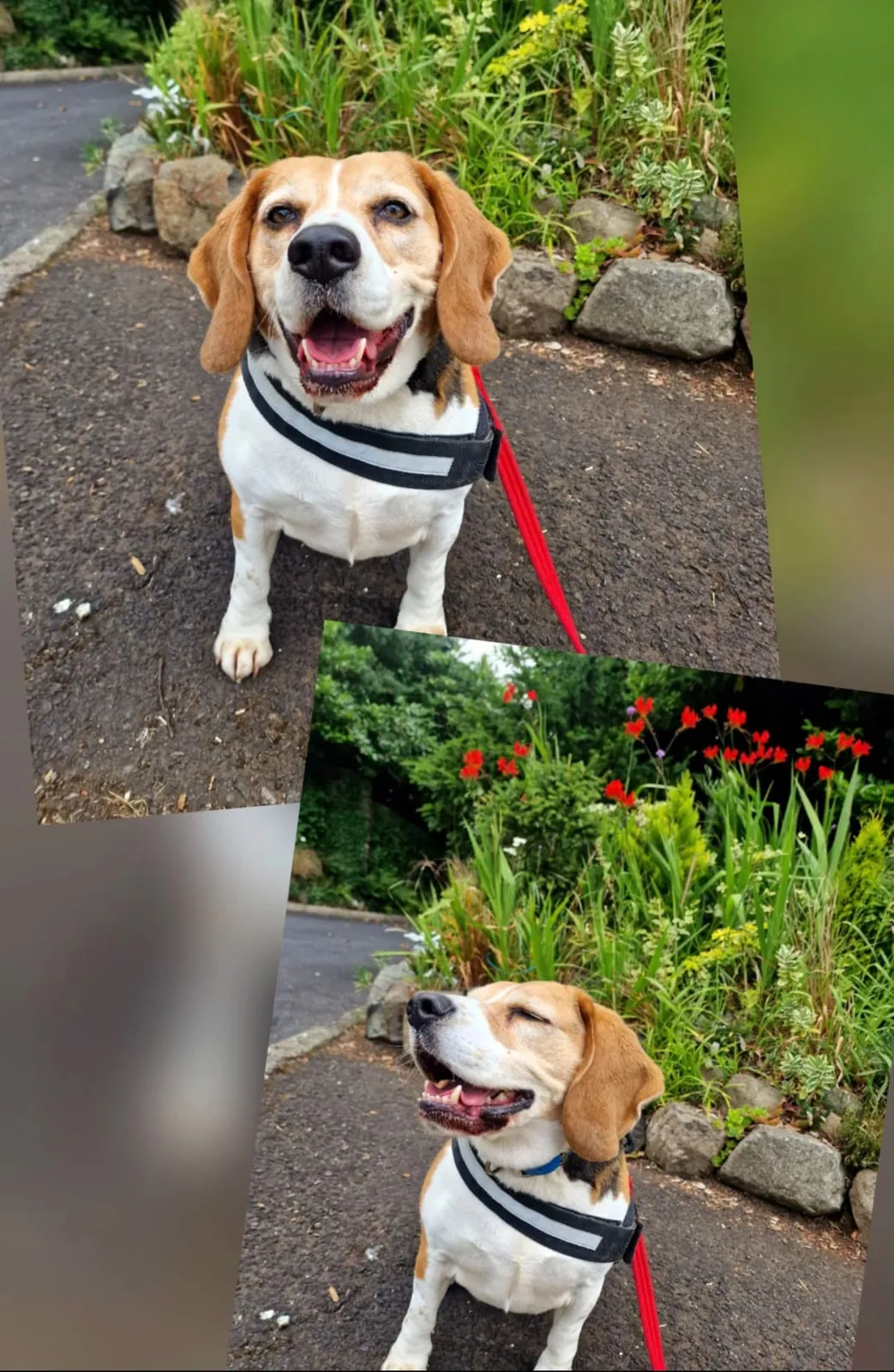 Arlo – Photo 1 of 1