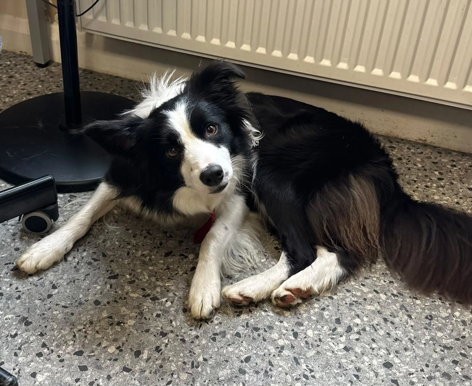 Bella – Photo 1 of 1