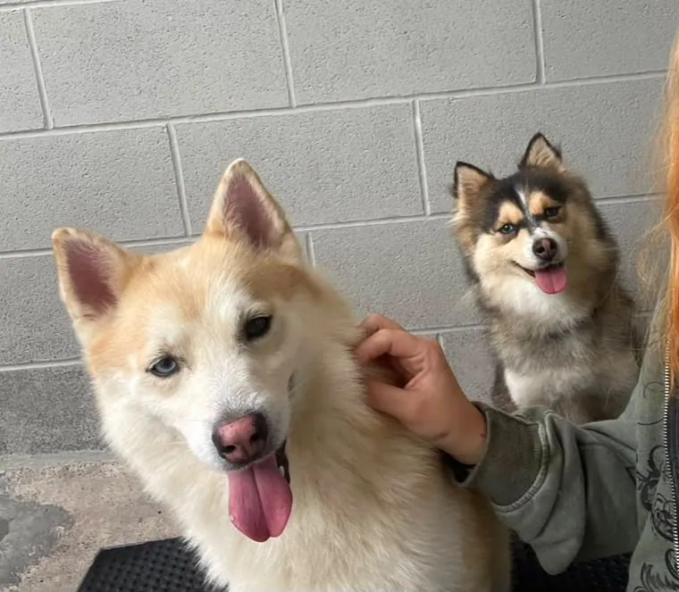 Covie and Nala – Photo 1 of 1