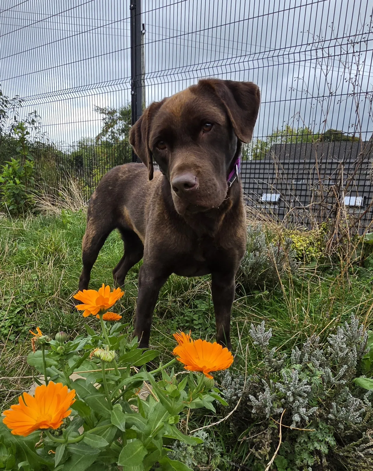 Poppy 2 – Photo 1 of 1