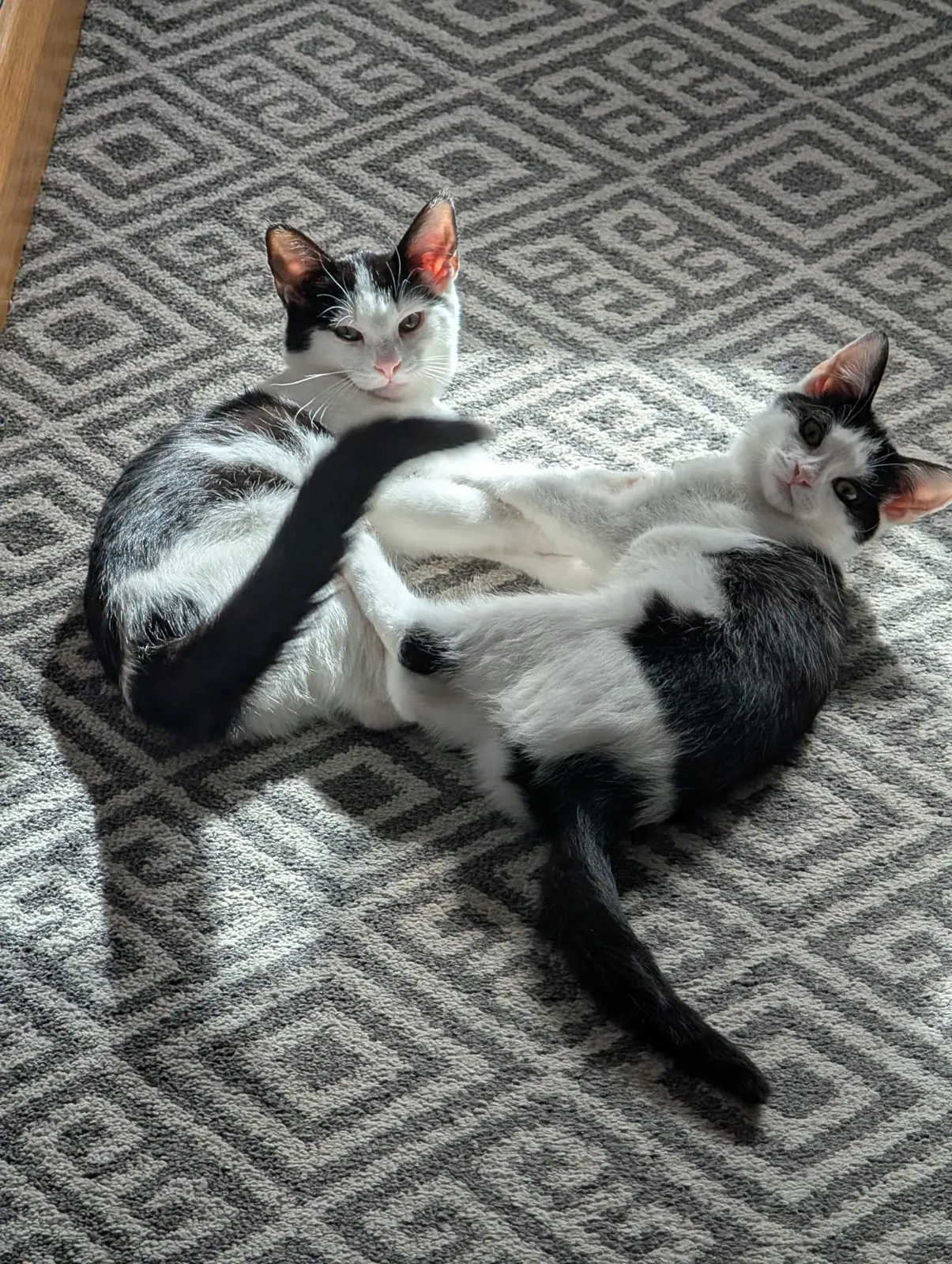 Daisy and Rose – Photo 1 of 1