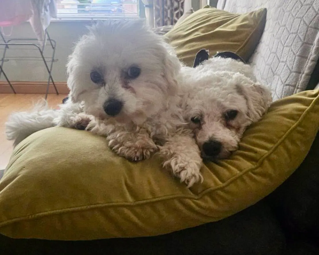Charlie – Photo 1 of 5