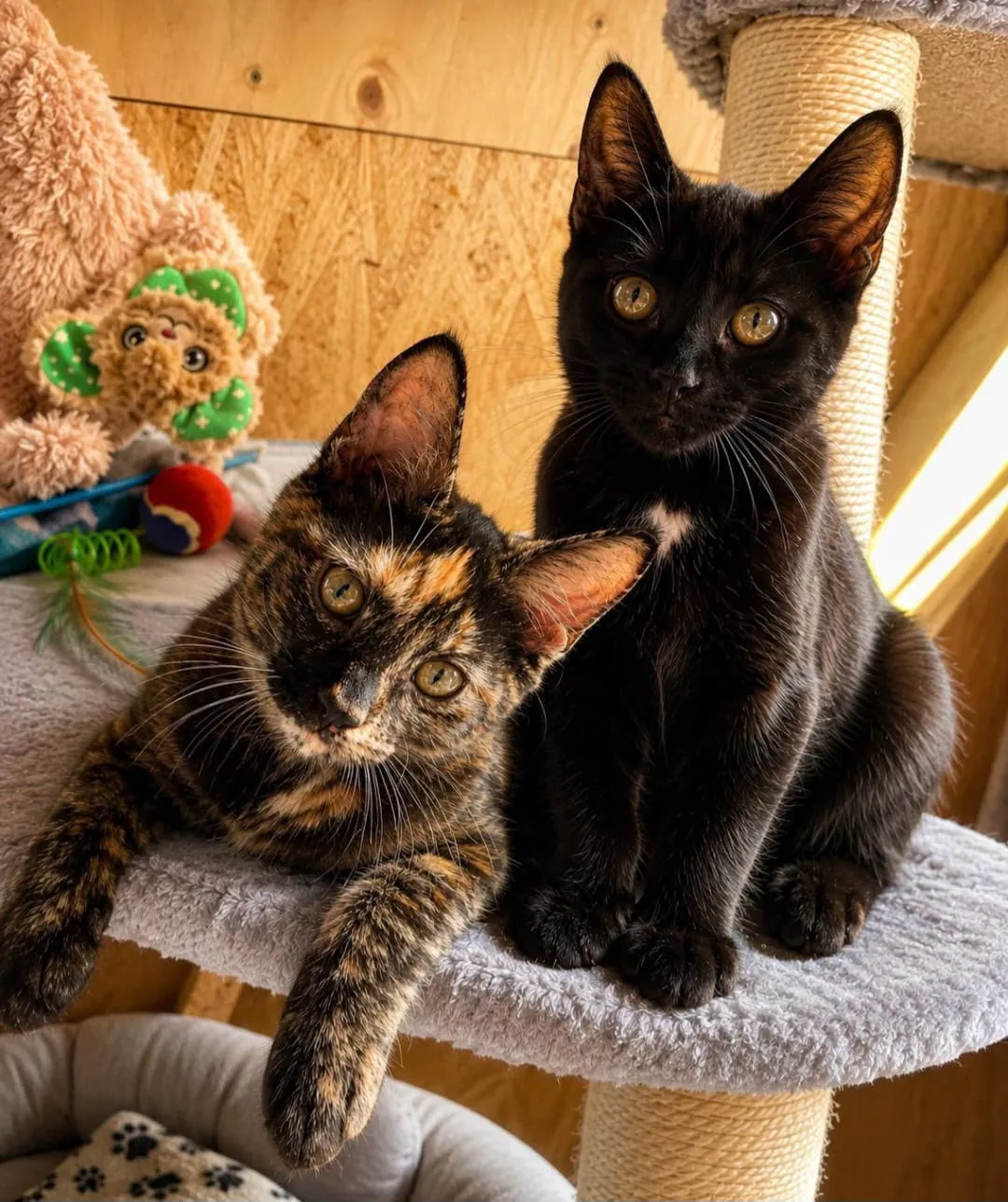 Callie and Bowie – Photo 1 of 1