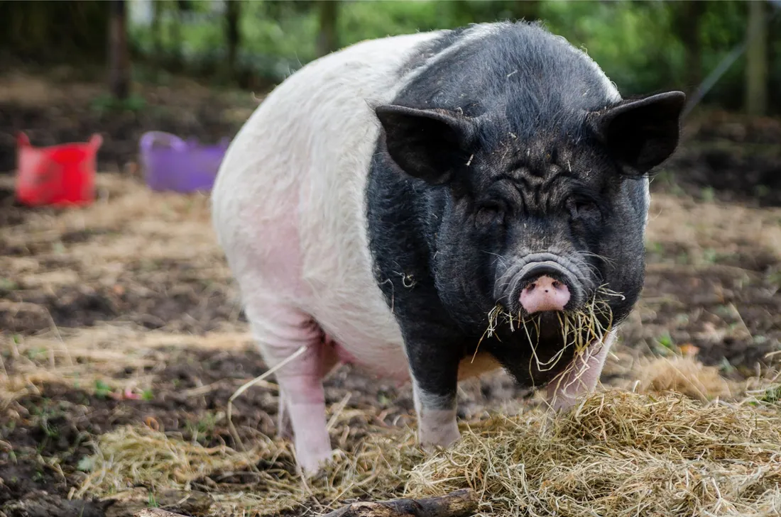Georgie & Peppa – Photo 1 of 2