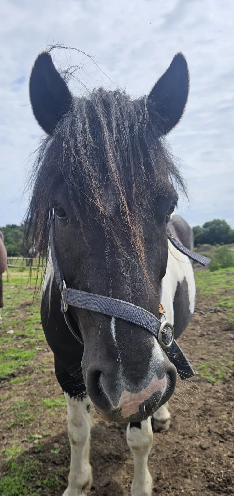 Barney – Photo 1 of 2