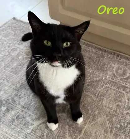 Oreo – Photo 1 of 1