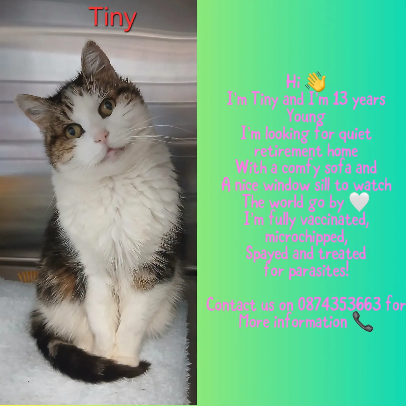 Tiny – Photo 1 of 1