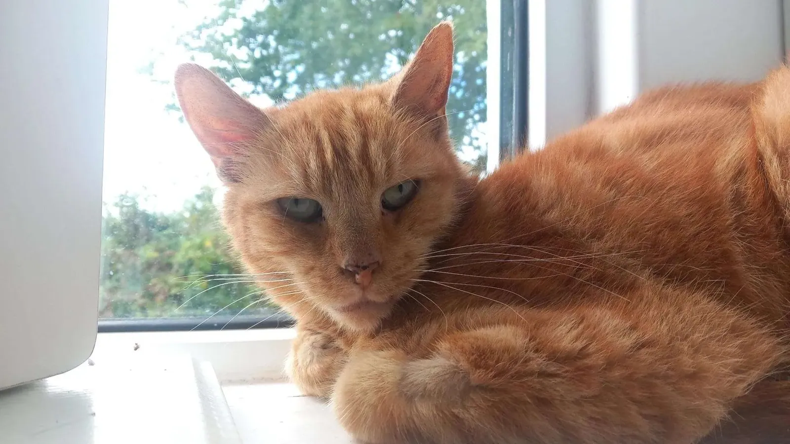 Rusty – Photo 1 of 1