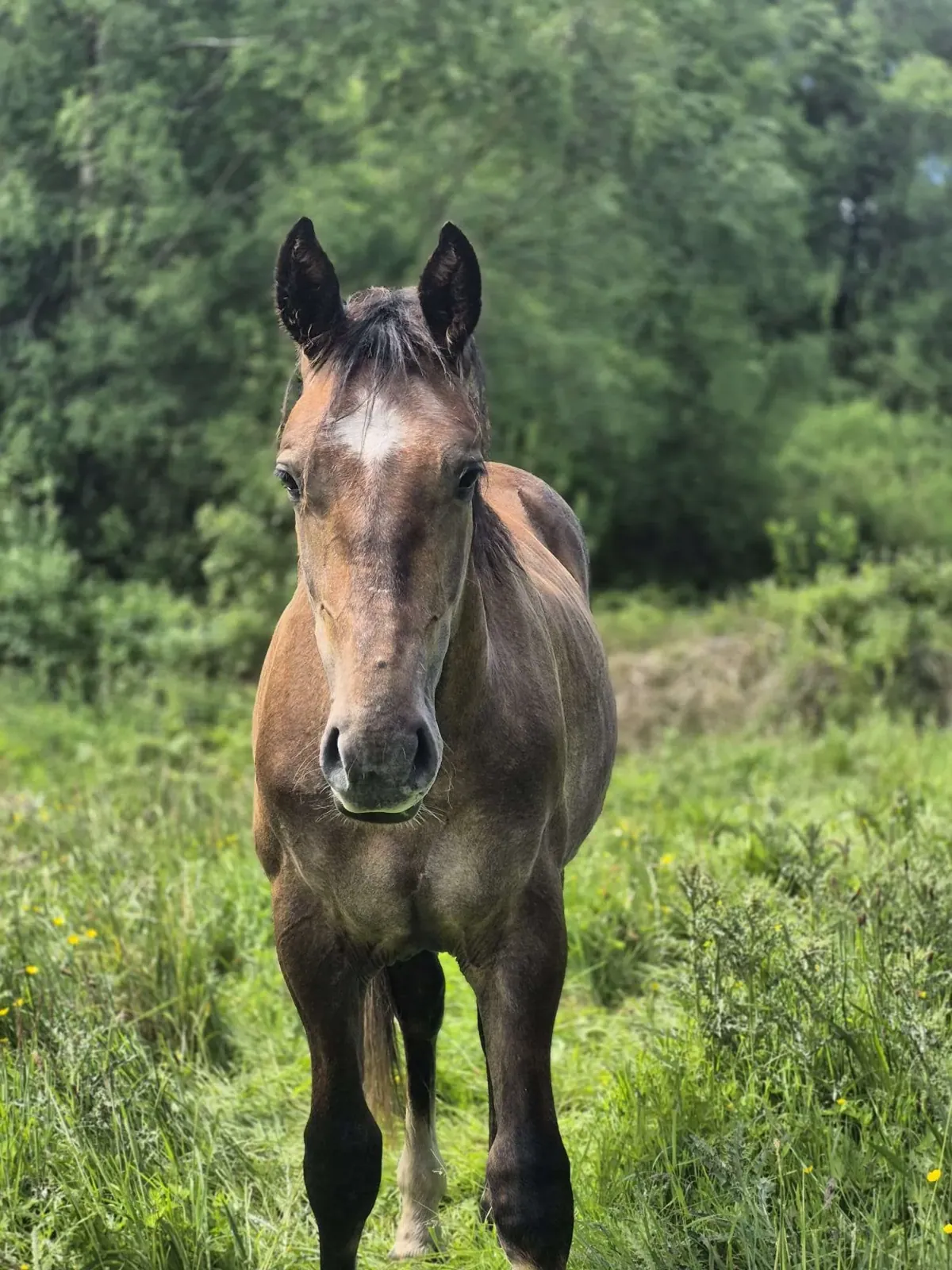 Percy – Photo 1 of 1