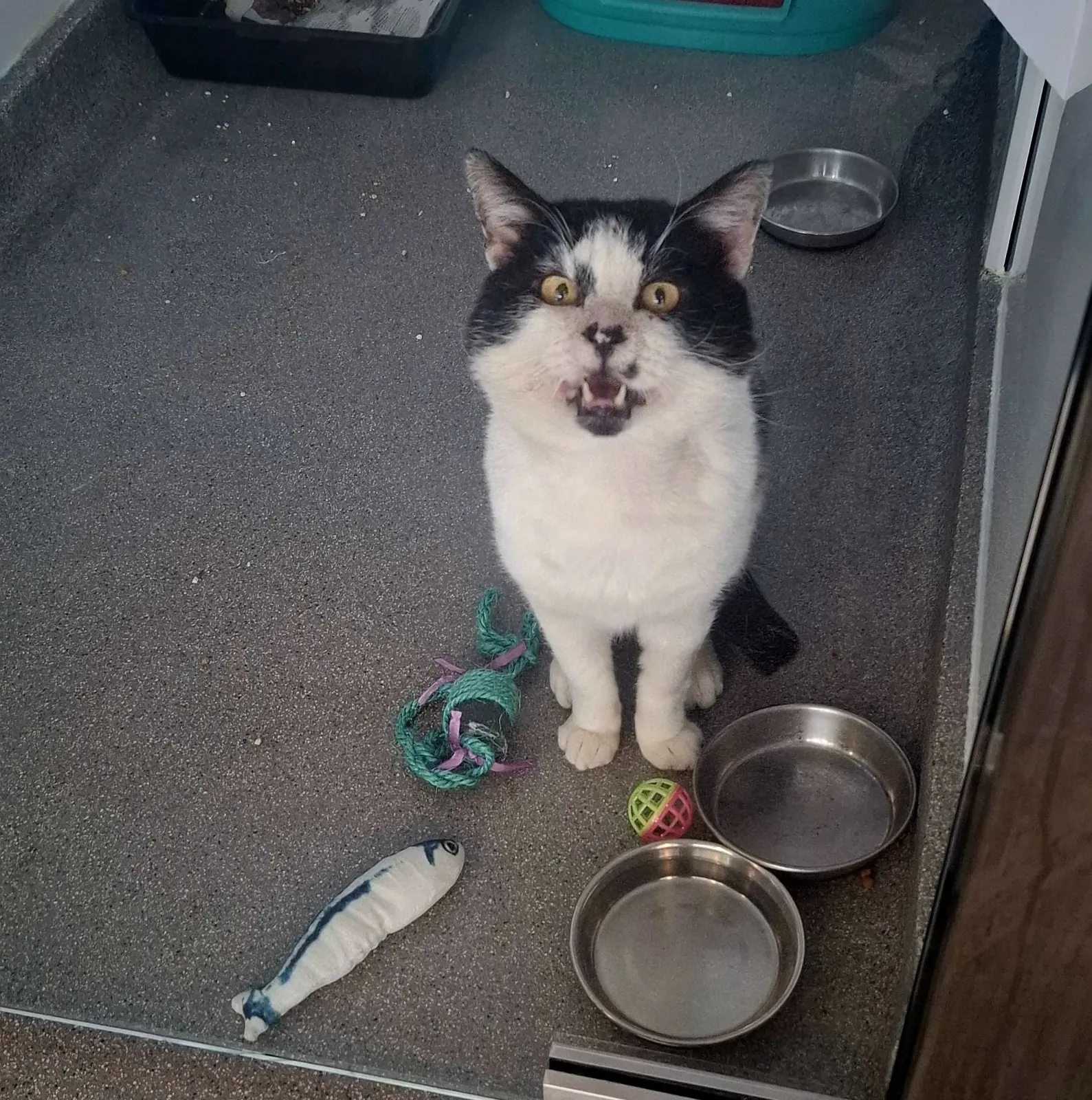 Murphy – Photo 1 of 4