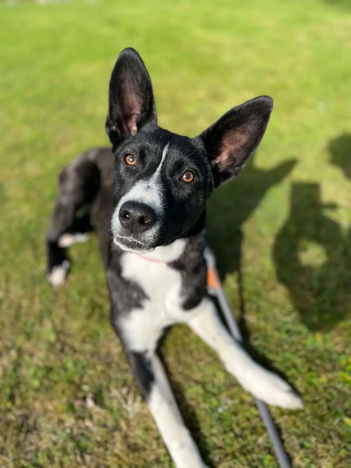 Trixie – Photo 1 of 3