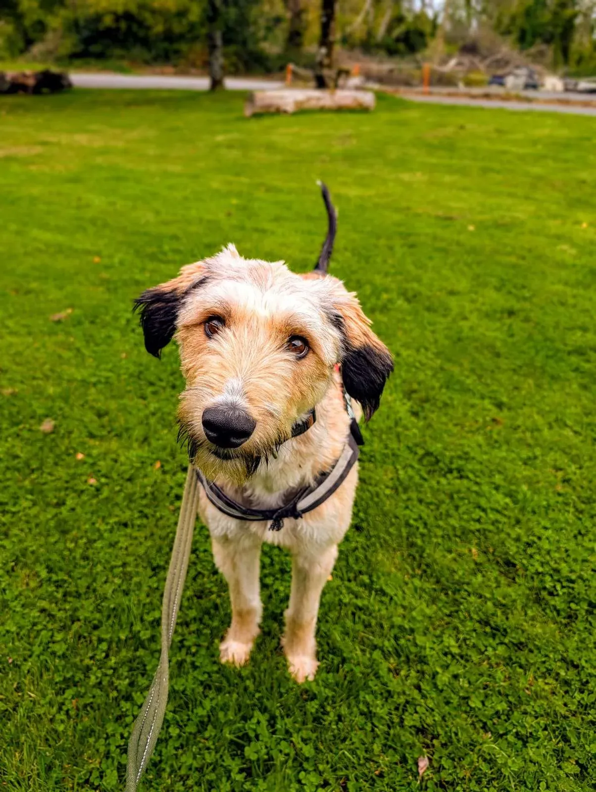 Seamus – Photo 1 of 3