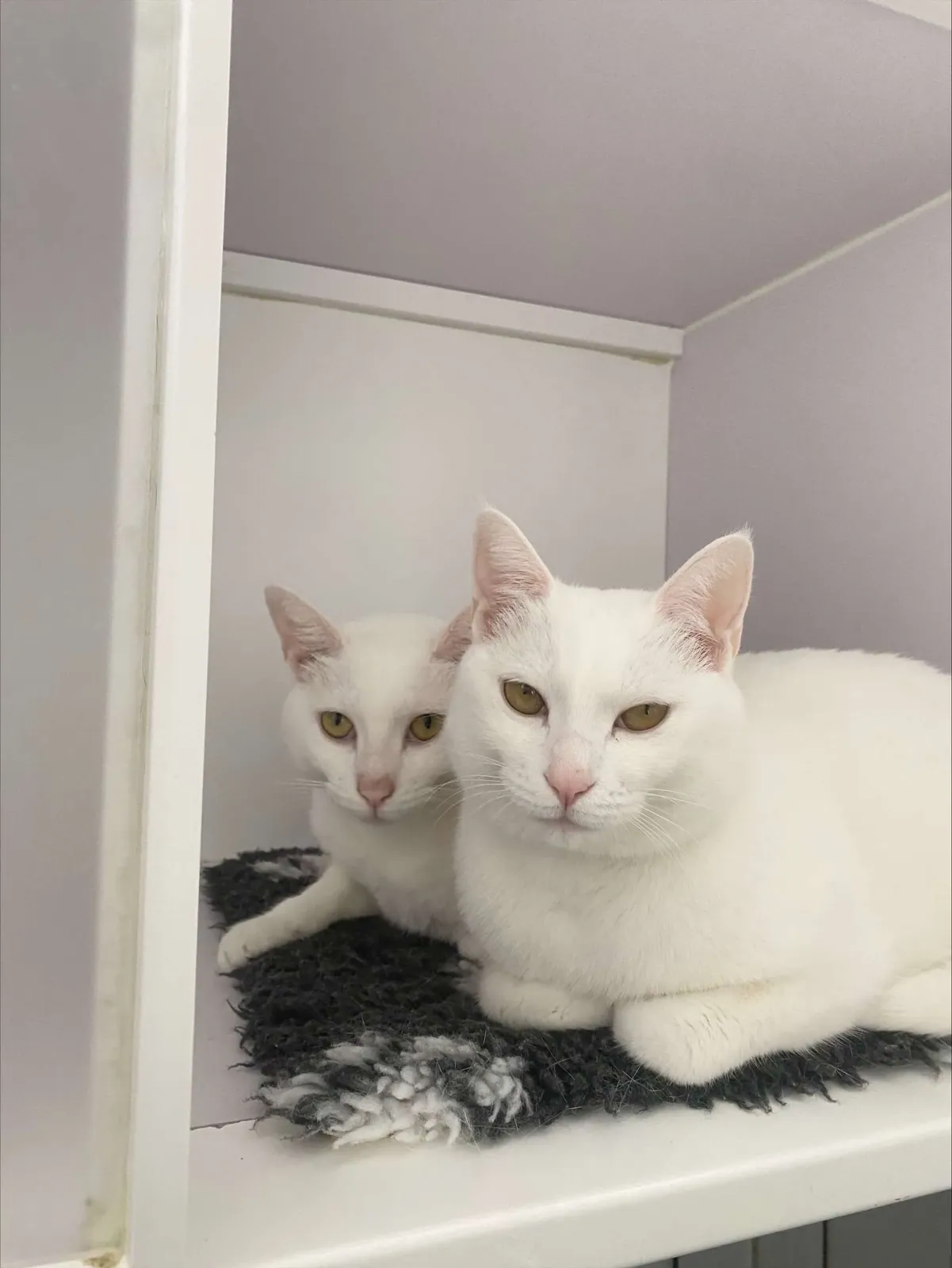 Coconut and Ginny – Photo 1 of 4