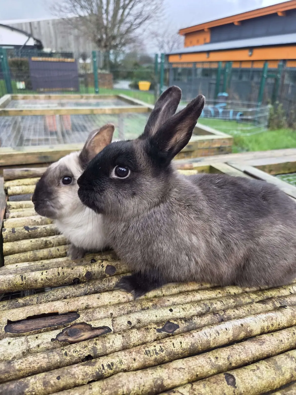 Pea & Phoenix – Photo 1 of 1
