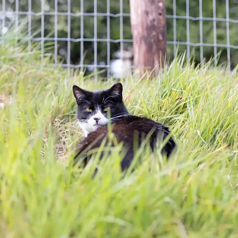 Farmyard/Stable Cats – Suitable for Rural Areas – Photo 1 of 1