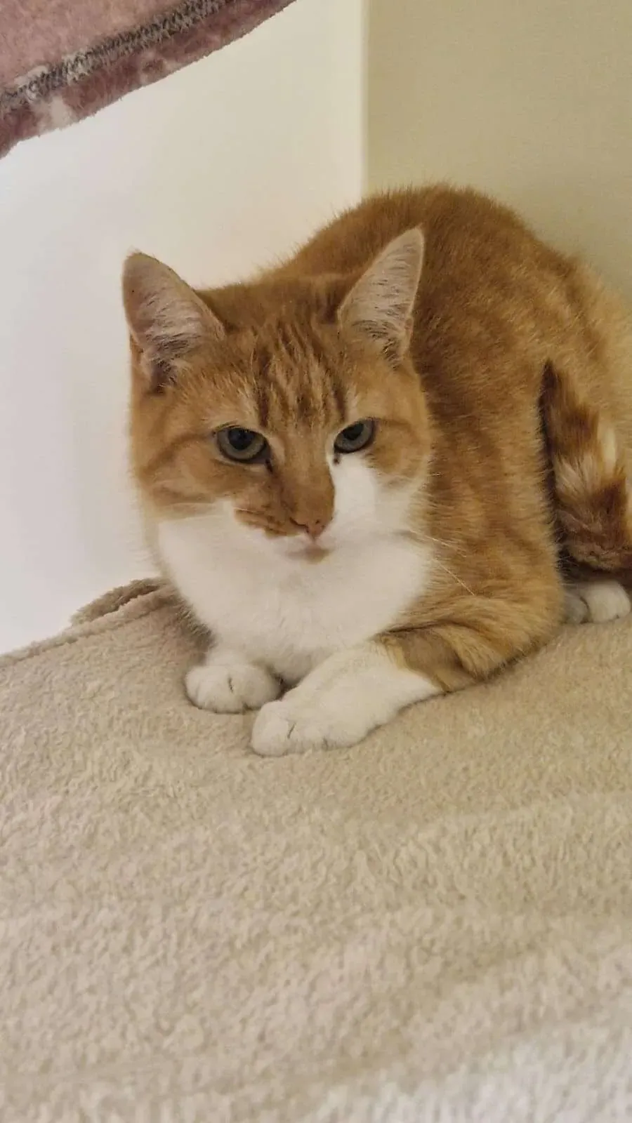 Simba