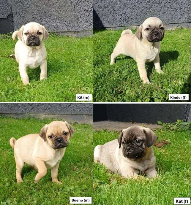 Pug X Beagle Puppies