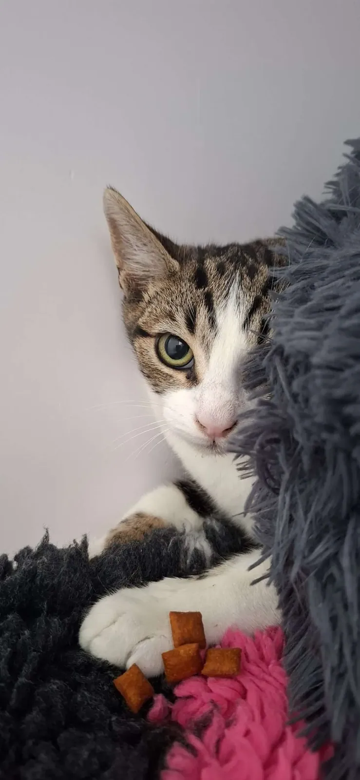 Mochi – Photo 1 of 1
