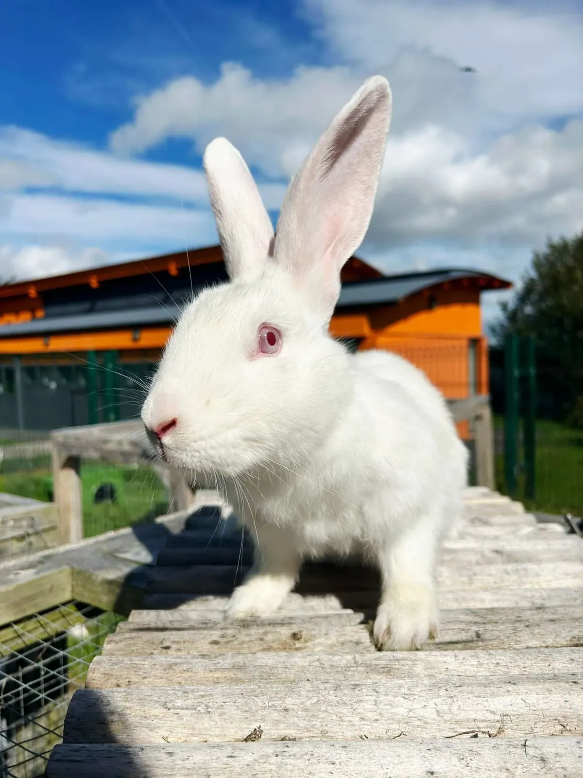 Bunny Blanco – Photo 1 of 8