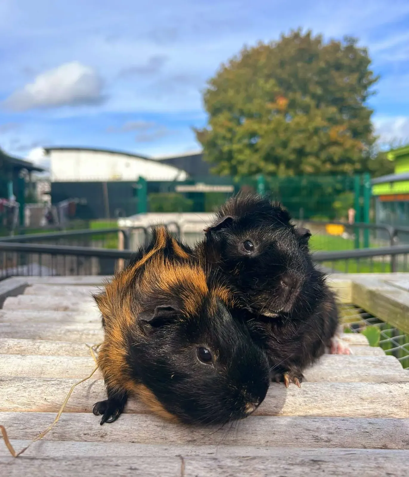 Pickles & Gerkin – Photo 1 of 8