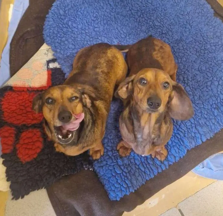 Winston & Wednesday
