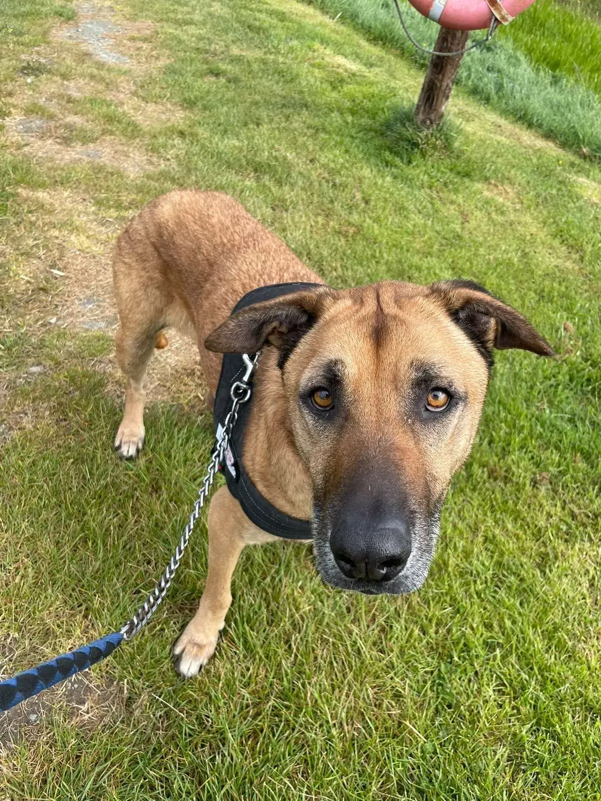 Archie – Photo 1 of 2